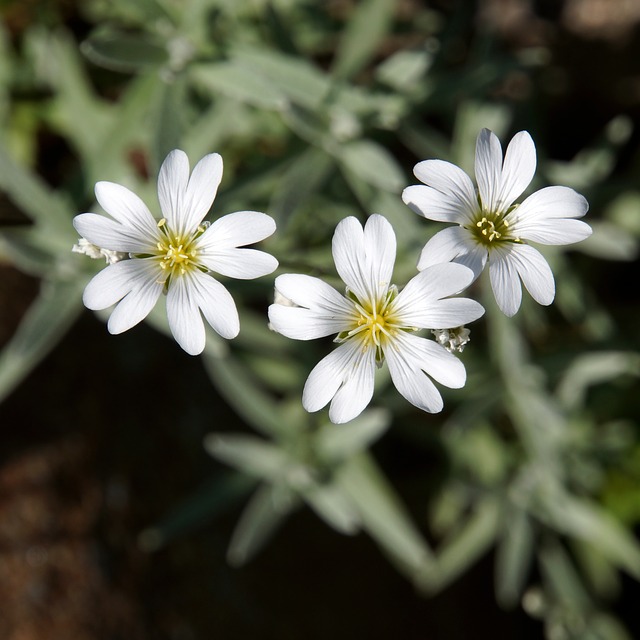 floriterapia
